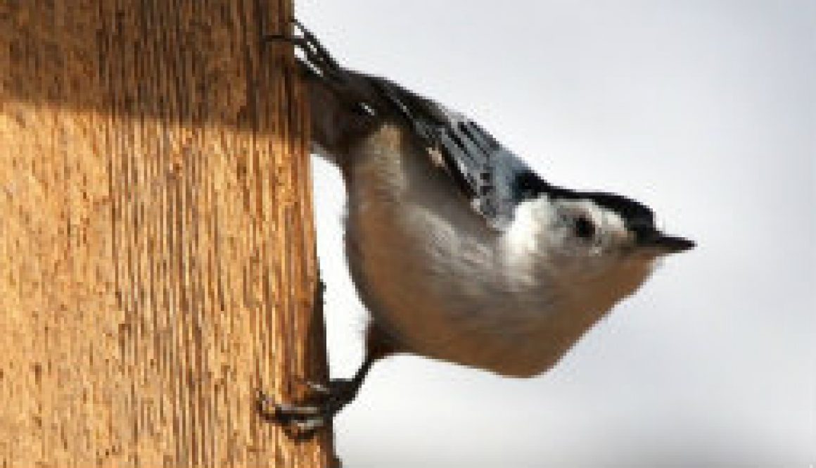 White Breasted Nuthatch featured