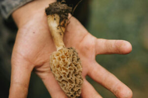 Morel Mushroom hunting Missouri