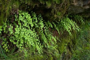river bluffs and ferns on the north fork river